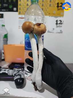 Mr. Peanut magic mushrooms on the stage