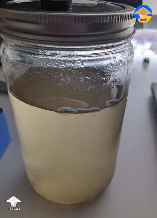 Contaminated liquid culture - signs of mold on top #2