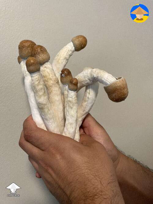 Giant magic mushrooms