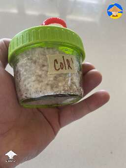 Fully colonized grain should look something like this