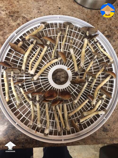 My second day of harvesting shrooms