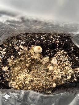 Mostly aborts - they stayed like this for almost 3 weeks
