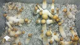 They grow up so fast Penis Envy mushrooms fruiting