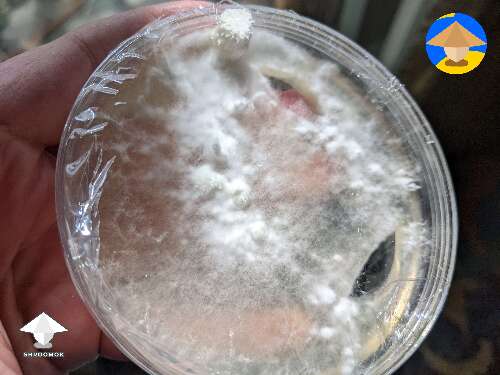 Mycelium on agar