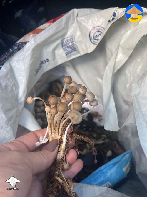Can anyone identify these? Found in uk woodlands