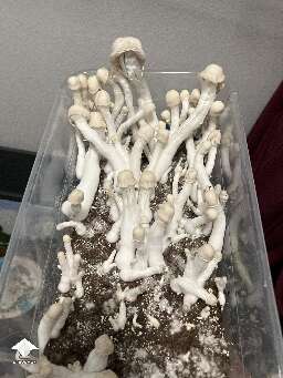 Nutcracker about 14 days after Spawn to Bulk