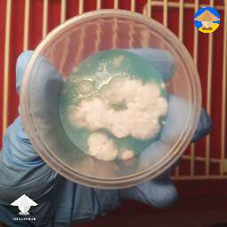 agar plate for contamination id bacteria