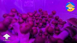 Penis Envy fruiting