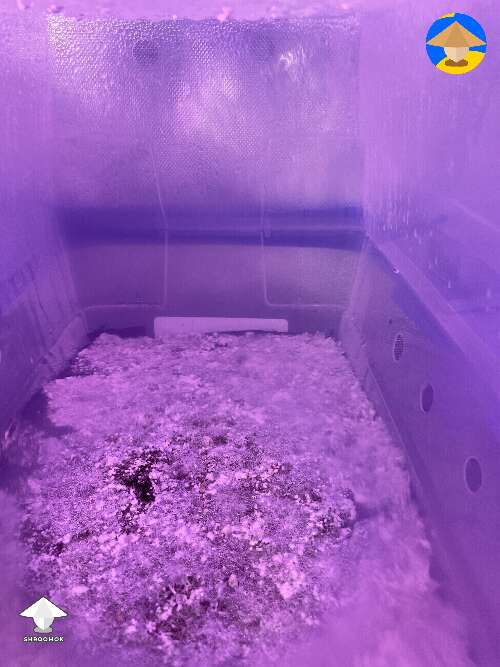 Dub tub, mycelium run and mushroom fruiting  #2