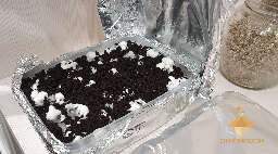 Mycelium run - 2 days after spawn to bulk - GT strain
