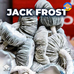Winter wonderland with Jack Frost
