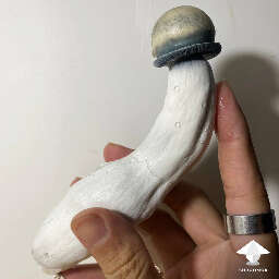 Albino penis envy huge mushroom
