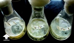 Trichoderma in liquid culture #2