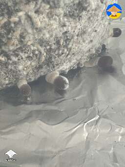 Is this suspect at all? Myc? On top of the cap
