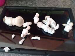 Harvested some Haole mushrooms