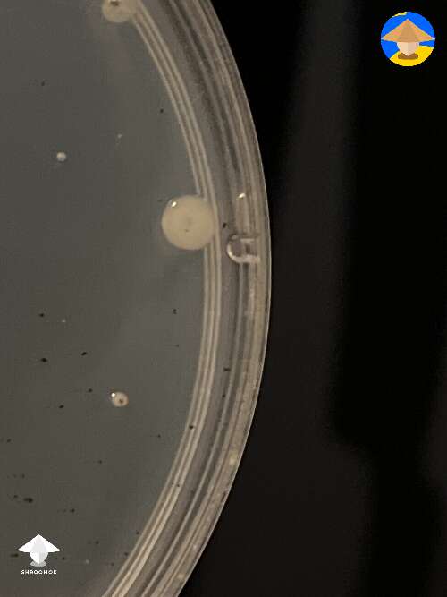 New to agar. Put spores onto agar the other day. What are these small white dots? 
