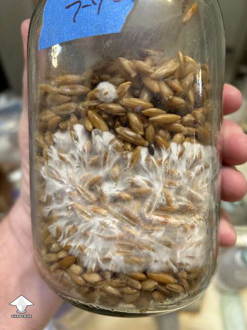 This is what mycelium should look like in spawn jar
