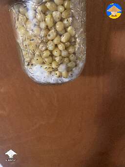 Corn colonization - day 11