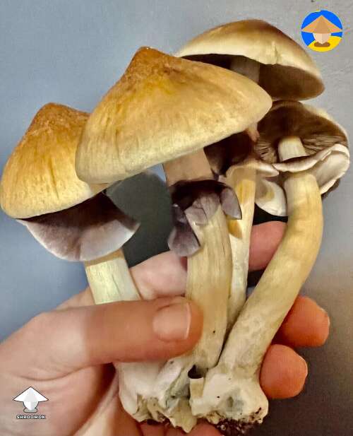 Magic mushroom cluster