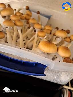 White and brown are Blue Meanies and some Luminous Lucy shrooms #2