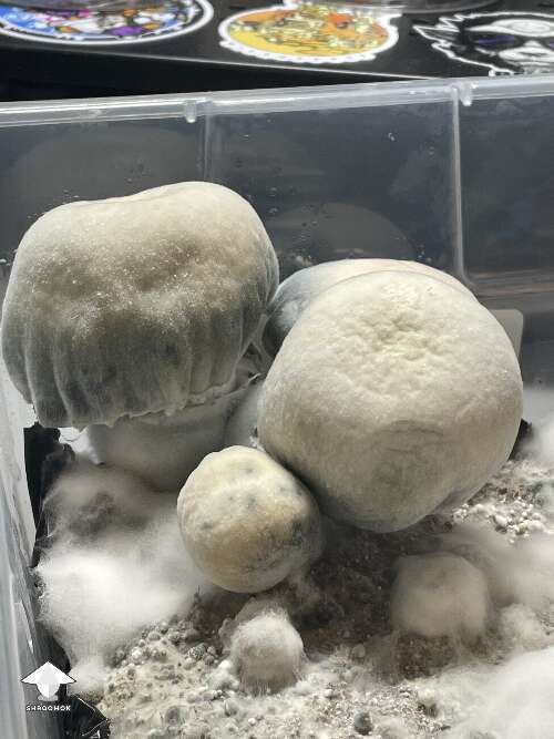DC Shakti mushrooms fruiting - by 🧞GT🍄GARGAMEL