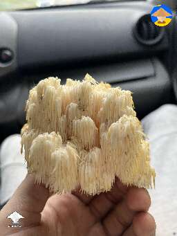 Wild find Hericium mushroom aka Lions Mane