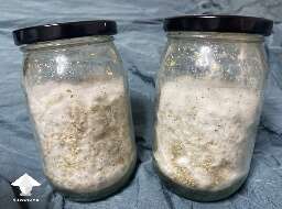 Grain spawn to store
