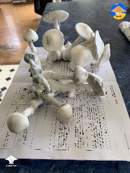 Jack Frost cubensis magic mushrooms #5