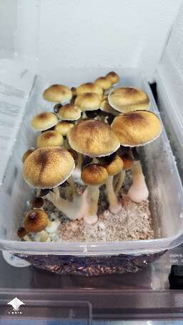 First grow - Psilocybe Cubensis B plus - B+ strain