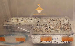 Psilocybe cubensis mushrooms growing