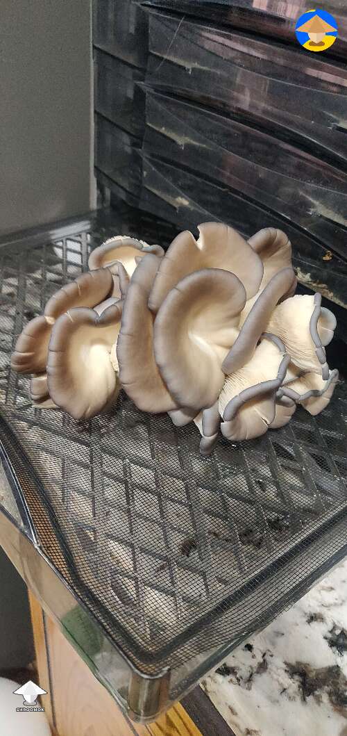 Oysters growing and harvest #2