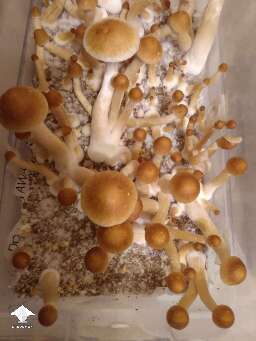 Tidal Wave magic mushrooms by Mycelia P