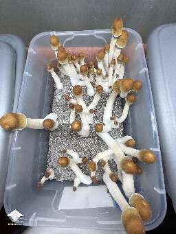 Old Dirty Penis Envy (ODPE) fruiting