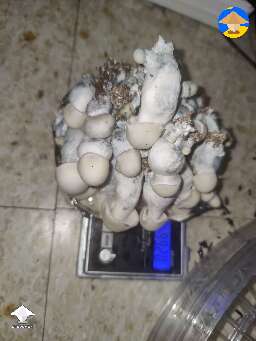 Jack Frost mushroom harvest 