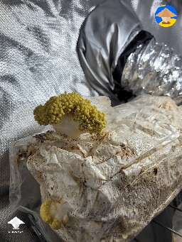  Yellow oysters fruiting #2