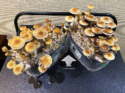 Mushroom cake fruiting golden teacher