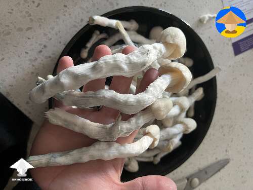 Cubensis Nutcracker mushrooms. Quickly becoming one of my favorite strains