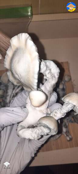 Gandalf shrooms harvest 280g #2