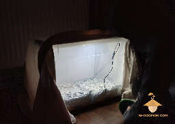 Growbox cultivation psilocybe cubensis mushrooms