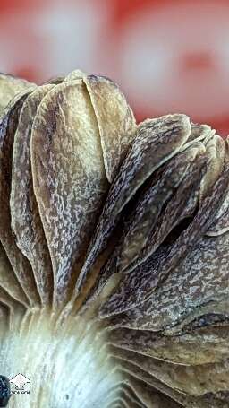 Beautiful Choco Rojo magic mushrooms #5
