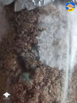 This is what I got last time - green mold contam #3