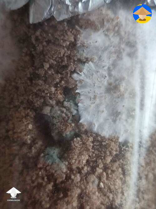 This is what I got last time - green mold contam #3
