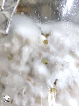 Yellow drops appeared in spawn jar. What is this?