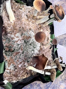 Yesterday it was snowy white - green mold contamination on mushroom cake