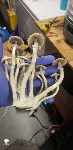 Harvested APE Reverted mushrooms