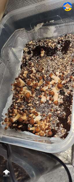Cubensis B+ another tub 
