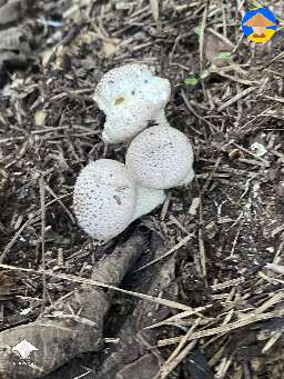 Still have them growing I won’t touch them