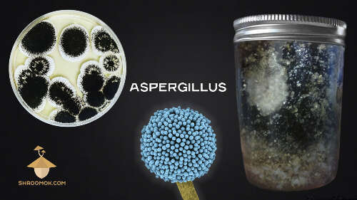 Aspergillus contamination and psilocybe