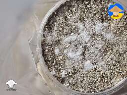 Is this early signs of mold? Was told off white looking mycelium can be the start of mold