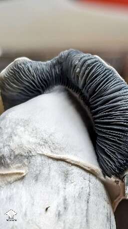 Beautiful Albino Riptide magic mushroom